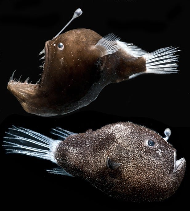 Anglerfish