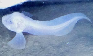 Snailfish