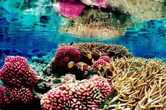 Shallow Coral Reef