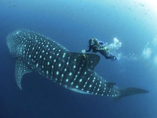 Whale Shark