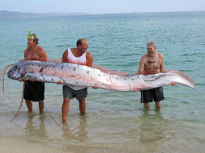 Giant Oarfish