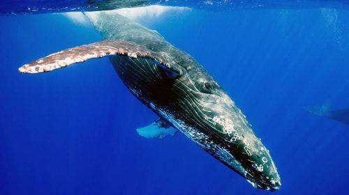 Blue Whale