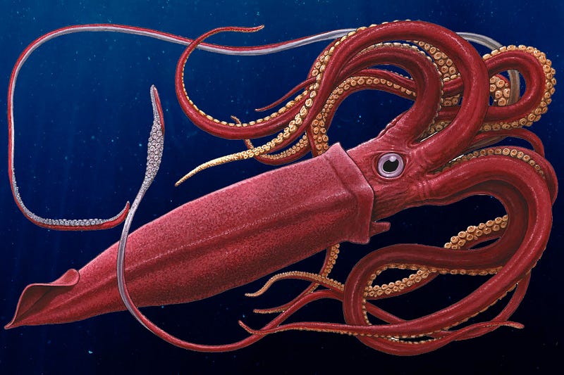 Giant Squid