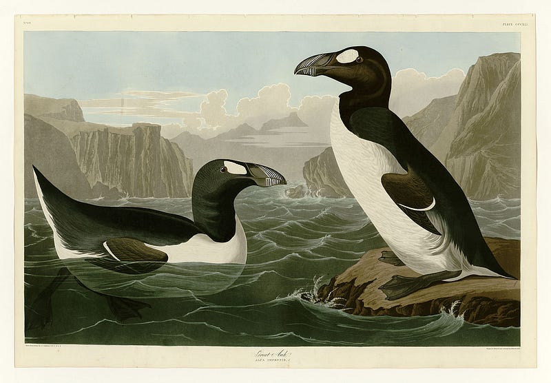 Great auks in breeding plumage