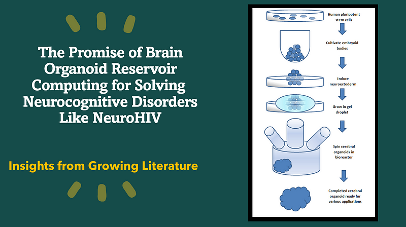 Flow chart illustrating the creation of cerebral organoids.