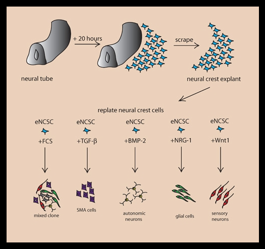 Growth factors guiding embryonic neural crest stem cells.